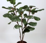 Lyrata 154 cm