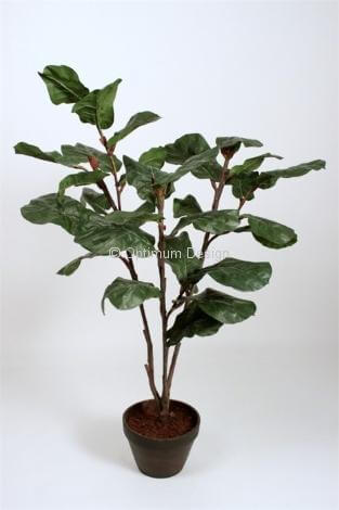 Lyrata 154 cm