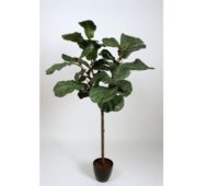 Lyrata 190 cm
