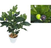 Mini figuier en pot 50 cm