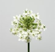 Narcisse blanche 78 cm