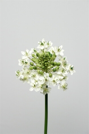 Narcisse blanche 78 cm