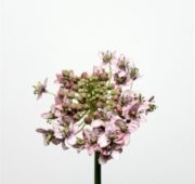 Narcisse rose 78 cm
