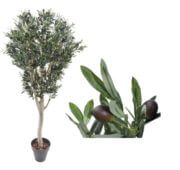 Olivier naturel fruitier 120, 150, 180, 210 et 240 cm