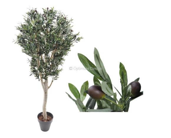 Olivier naturel fruitier 120, 150, 180, 210 et 240 cm