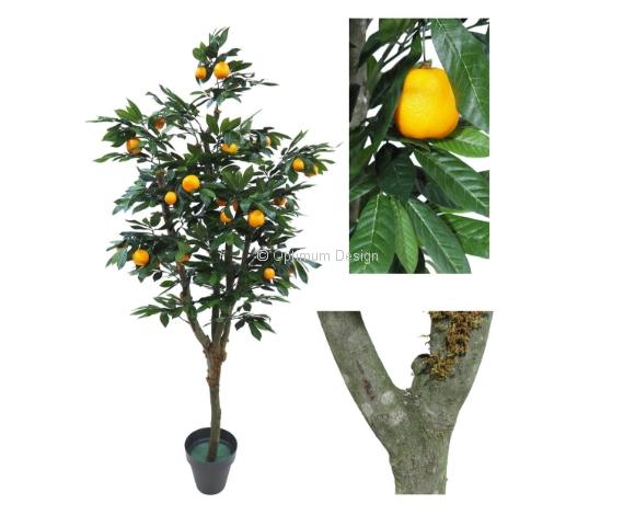 Oranger naturel 120, 150, 180, 210, 240 cm