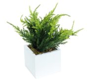 Pot cyprès décoration de table 25 cm
