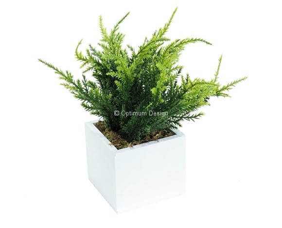 Pot cyprès décoration de table 25 cm