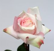 Rose jardin rosée