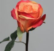 Rose lila orange