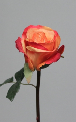 Rose lila orange