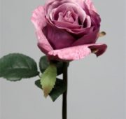 Rose lila mauve