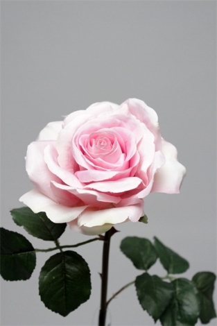 Rose rosée
