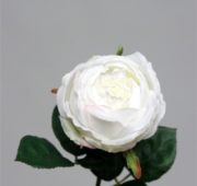 Rose bouton blanche