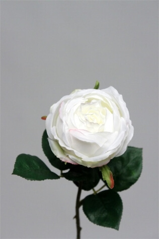 Rose bouton blanche