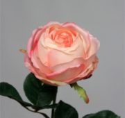 Rose bouton pêche