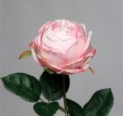 Rose bouton rose