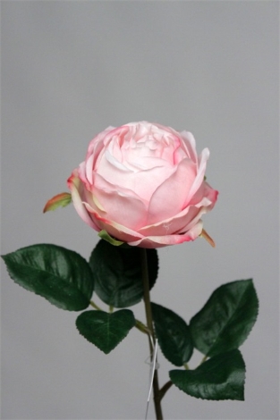 Rose bouton rose