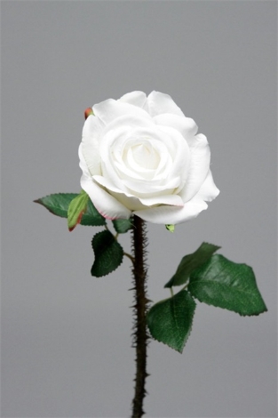 Rose épine blanche