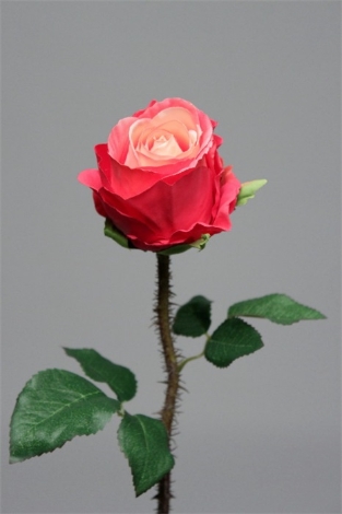 Rose épine fushia