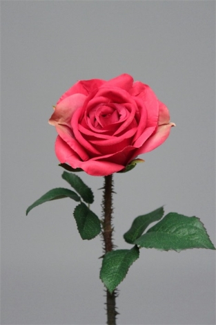 Rose épine fushia