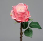 Rose épine rose