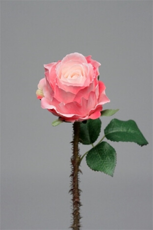 Rose épine rose