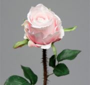 Rose épine rosée