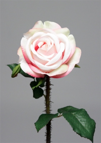 Rose épine rosée ouverte