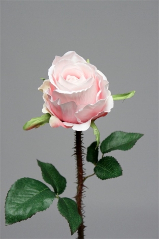 Rose épine rosée