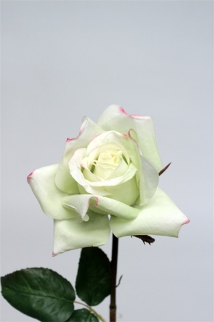 Rose jardin blanche et rosée