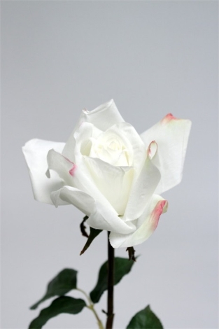 Rose jardin blanche