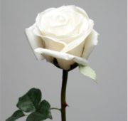 Rose lila blanche