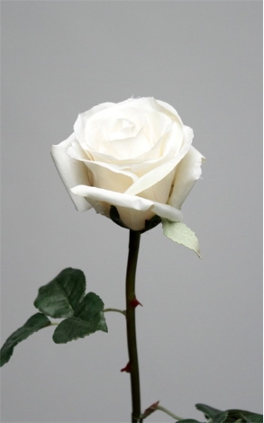 Rose lila blanche