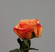 Rose ouverte orange
