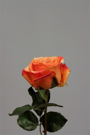 Rose ouverte orange