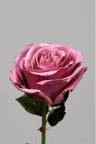 Rose ouverte rose