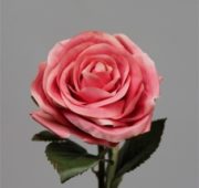 Rose ouverte rosée