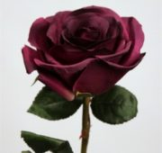 Rose ouverte taupe