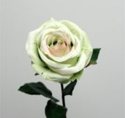 Rose spray vert blanc