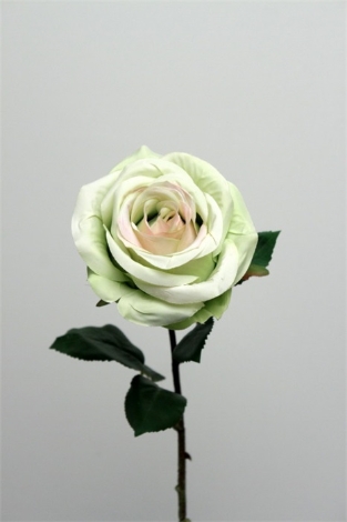 Rose spray vert blanc