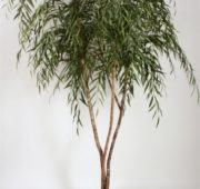 Saule Pleurueur 250 cm