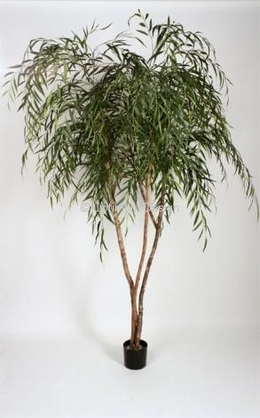 Saule Pleurueur 250 cm