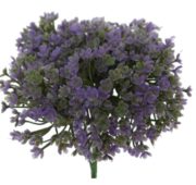 Verveine violet 16 cm