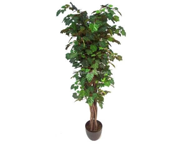 Vigne pied automne 110, 150 et 180 cm