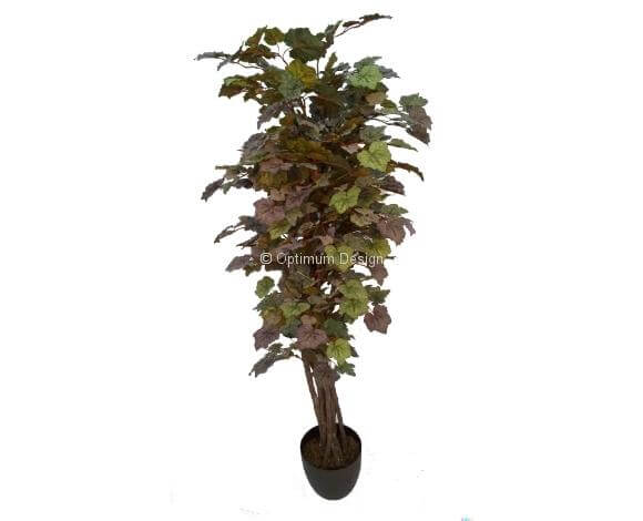 Vigne pied automne 110, 150 et 180 cm
