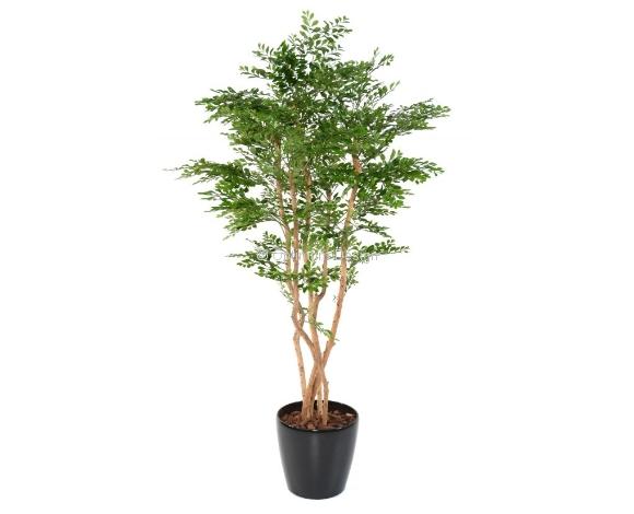 Acacia pot 180 cm
