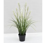 Acorus fleuri blanc 45 cm