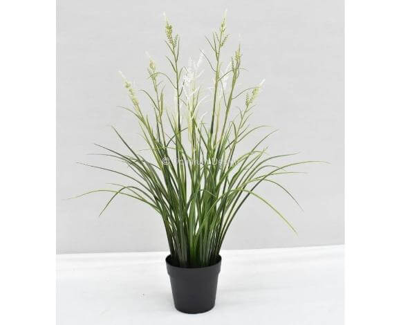 Acorus fleuri blanc 45 cm