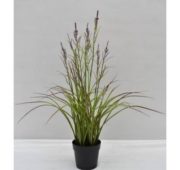 Acorus fleuri violet 45 cm
